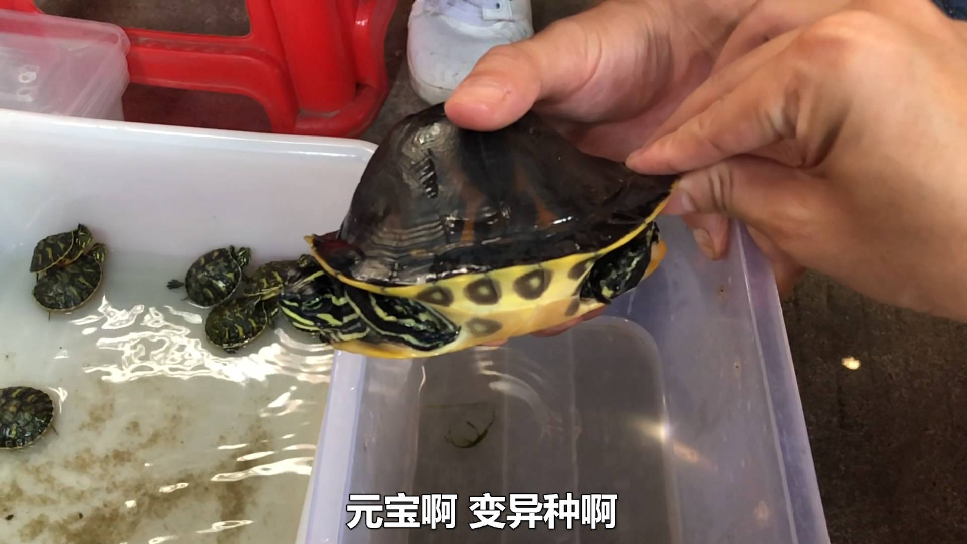 佛山顺德乌龟集市,捡漏了一个变异元宝龟,300块钱值得买吗?